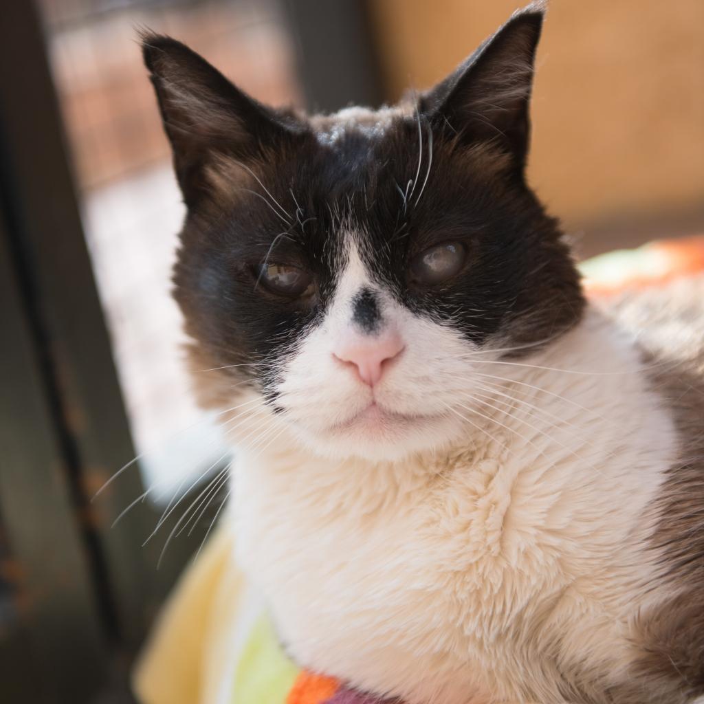 Dr. Mallard, an adoptable Domestic Short Hair in Kanab, UT, 84741 | Photo Image 1