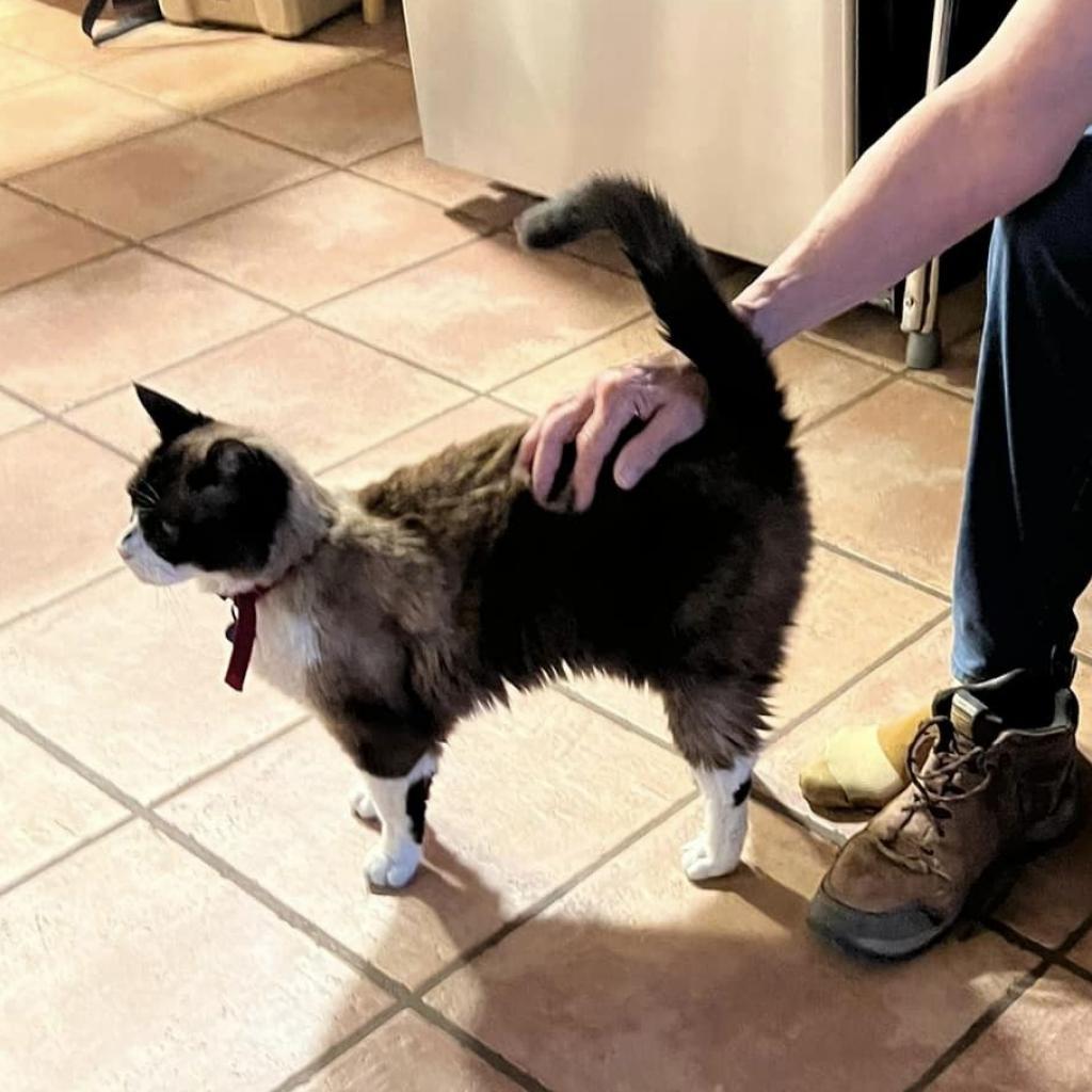 Dr. Mallard, an adoptable Domestic Short Hair in Kanab, UT, 84741 | Photo Image 3