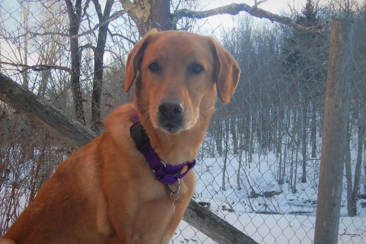 Molly, an adopted Labrador Retriever Mix in Natick, MA_image-5