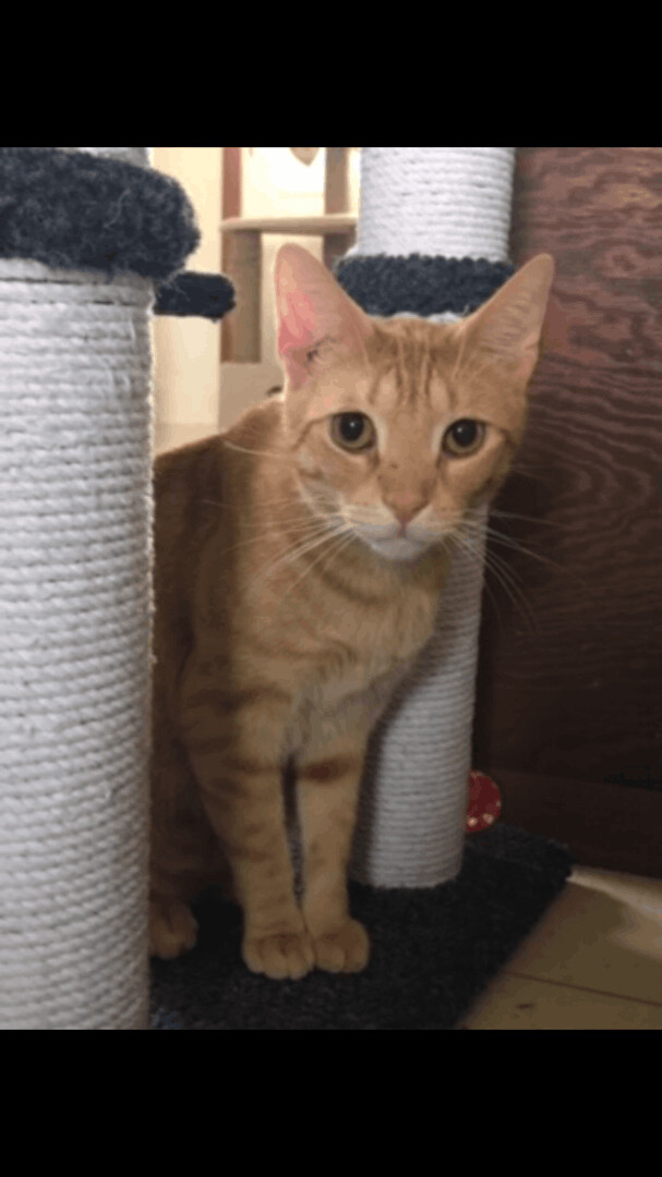 Orange, an adoptable Tabby in Hopkinsville, KY, 42240 | Photo Image 1
