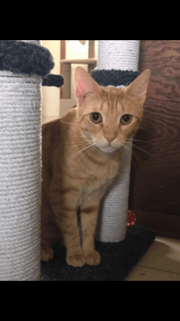 Orange tabby cat store adoption