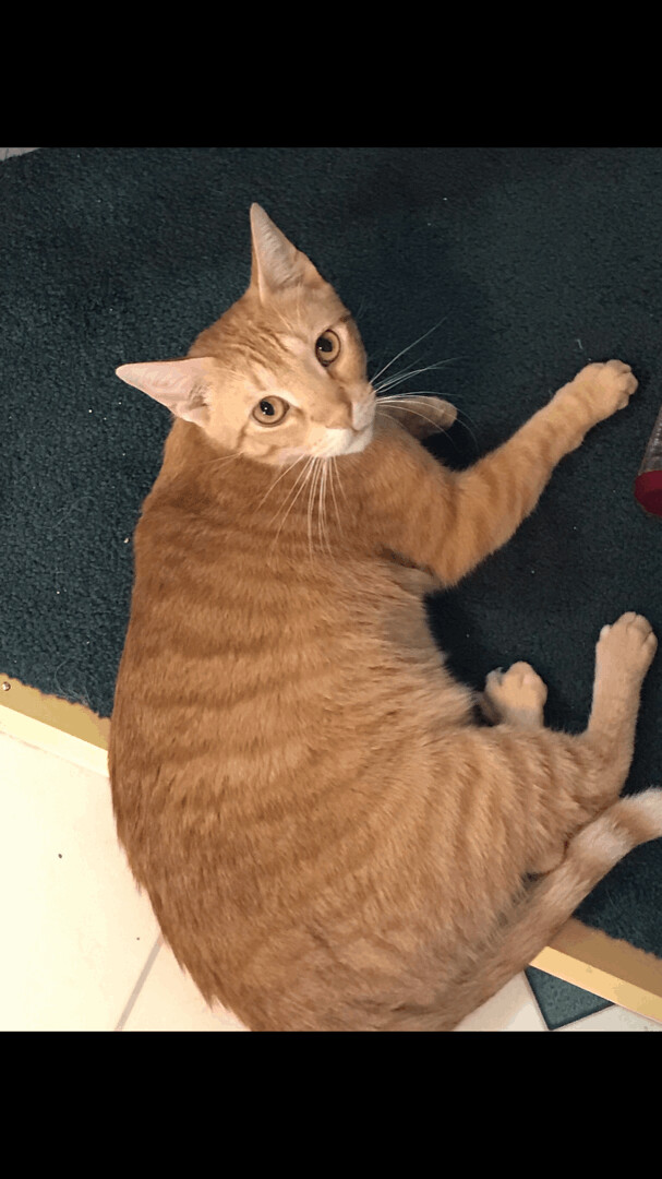Orange, an adoptable Tabby in Hopkinsville, KY, 42240 | Photo Image 2