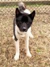 Available - Big East Akita Rescue