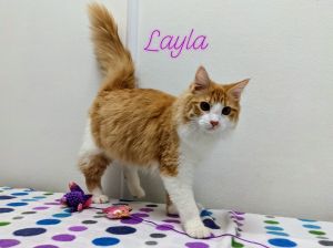 Layla