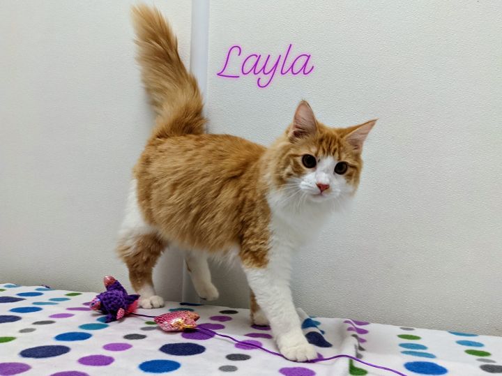 Layla 1