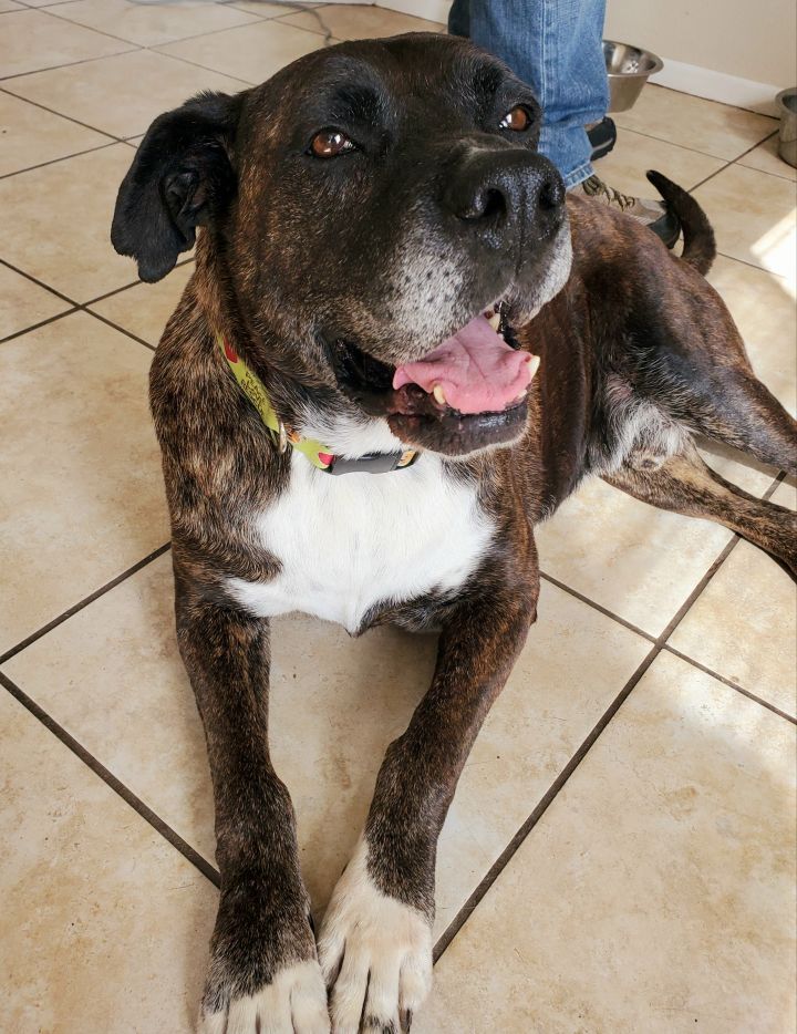 Hank, an adopted Boxer & Pit Bull Terrier Mix in Temecula, CA_image-2