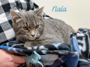 Nala