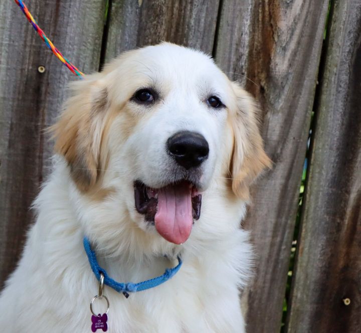 Zion, an adopted Great Pyrenees Mix in Philadelphia, PA_image-1