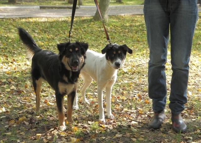 Polly and Gloria, an adopted German Shepherd Dog Mix in Beverly, MA_image-3