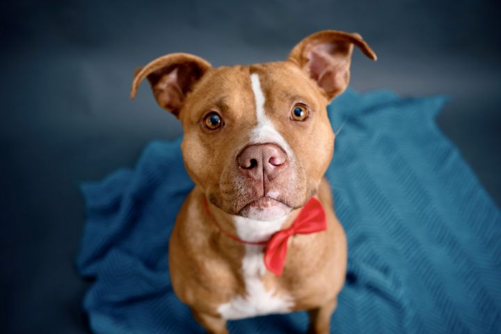 Kane, an adopted American Staffordshire Terrier & Pit Bull Terrier Mix in Bethel, CT_image-2