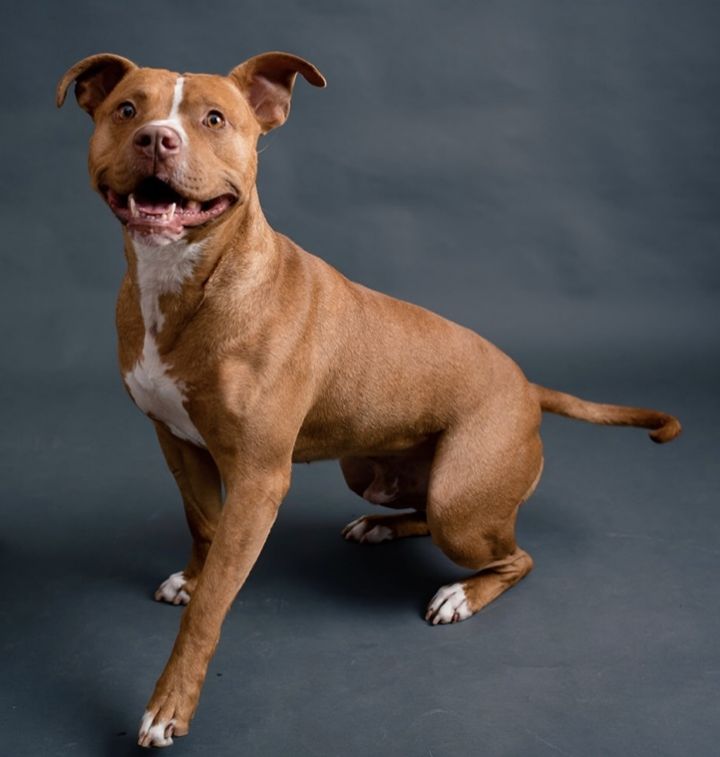 Kane, an adopted American Staffordshire Terrier & Pit Bull Terrier Mix in Bethel, CT_image-1
