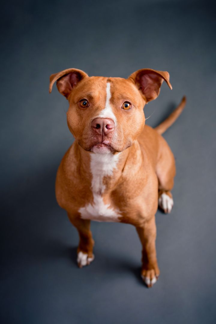 Kane, an adopted American Staffordshire Terrier & Pit Bull Terrier Mix in Bethel, CT_image-3