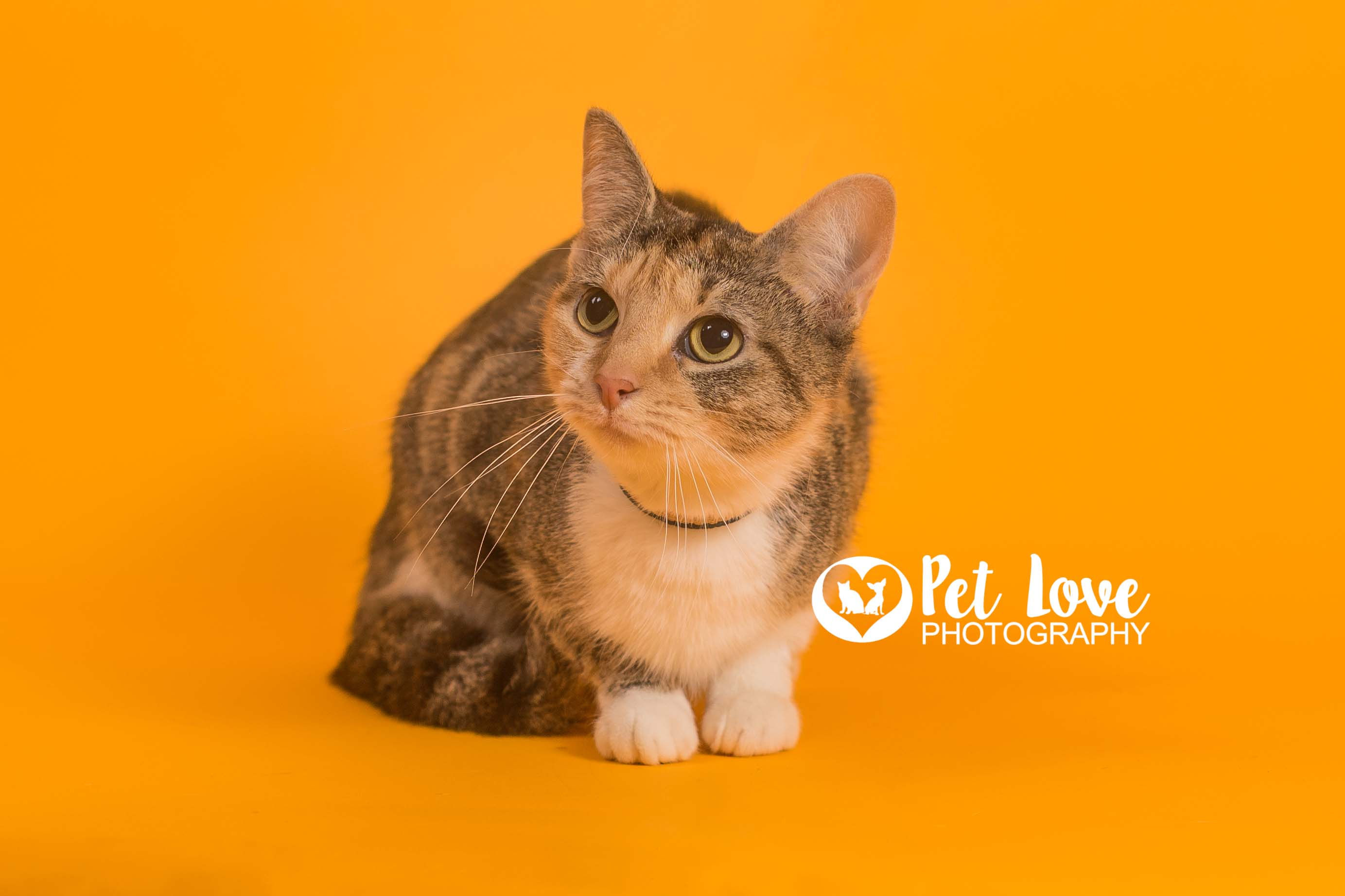 Camille, an adoptable Domestic Short Hair in Covington, KY, 41015 | Photo Image 2