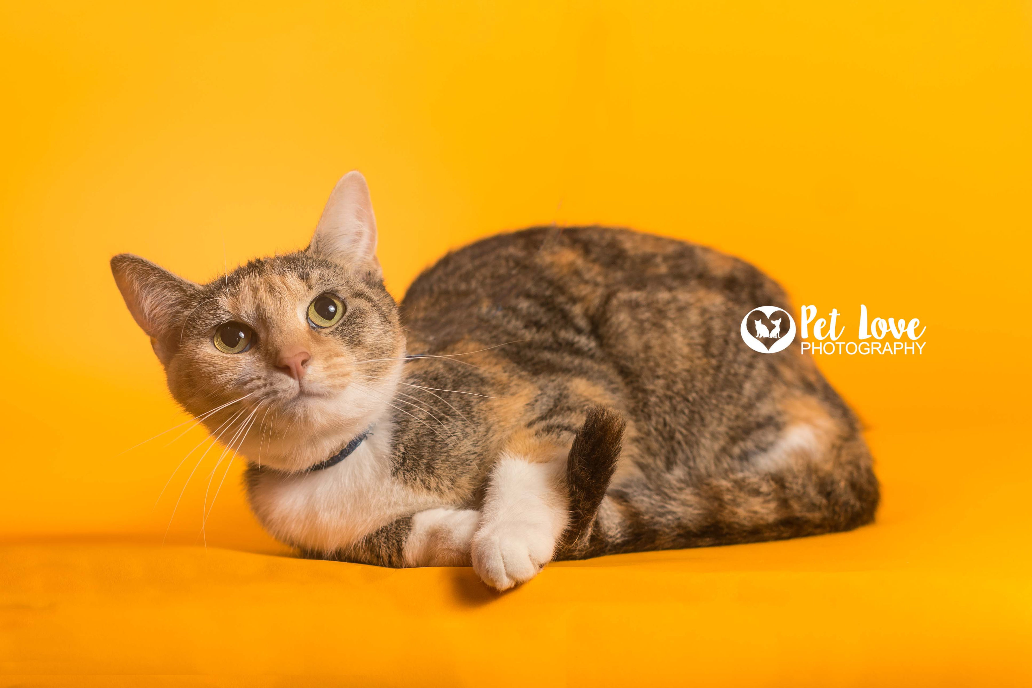 Camille, an adoptable Domestic Short Hair in Covington, KY, 41015 | Photo Image 3