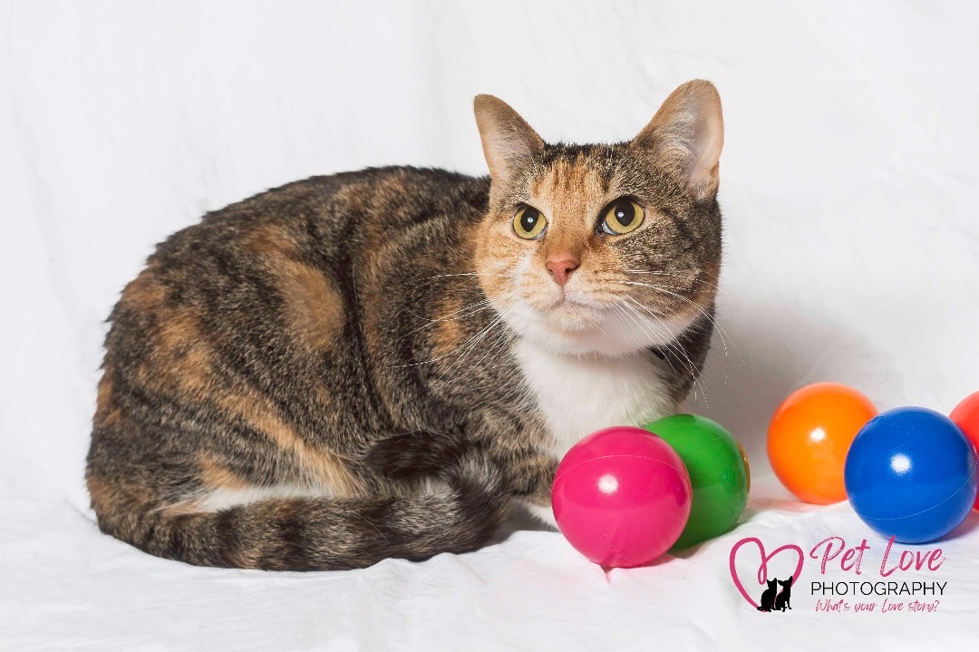 Camille, an adoptable Domestic Short Hair in Covington, KY, 41015 | Photo Image 5