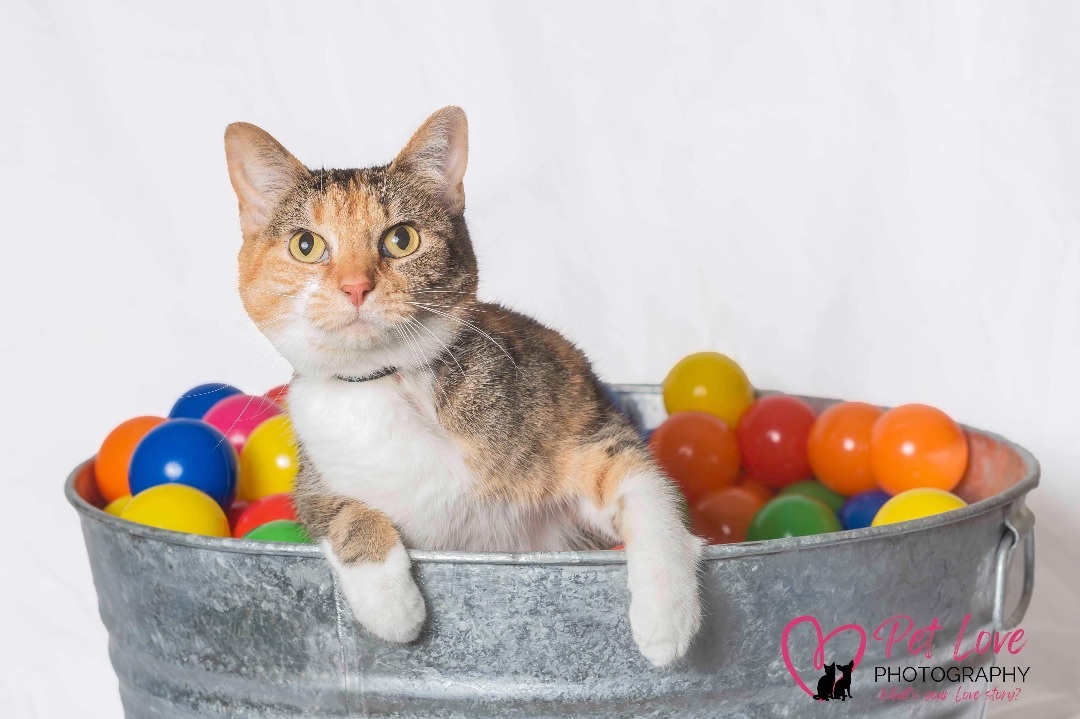 Camille, an adoptable Domestic Short Hair in Covington, KY, 41015 | Photo Image 1