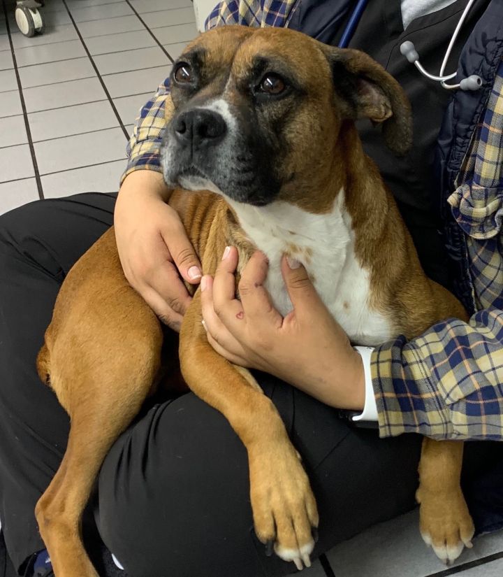 Little Debbie, an adopted Boxer Mix in Los Angeles, CA_image-4