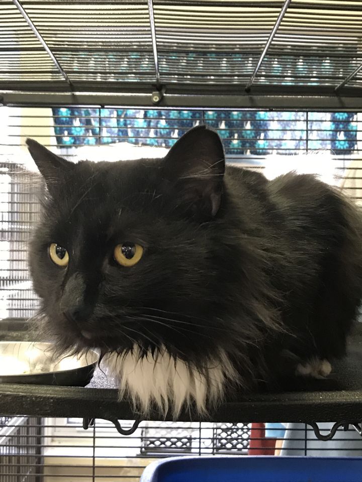 Harold, an adopted Domestic Long Hair in Tower City, PA_image-1