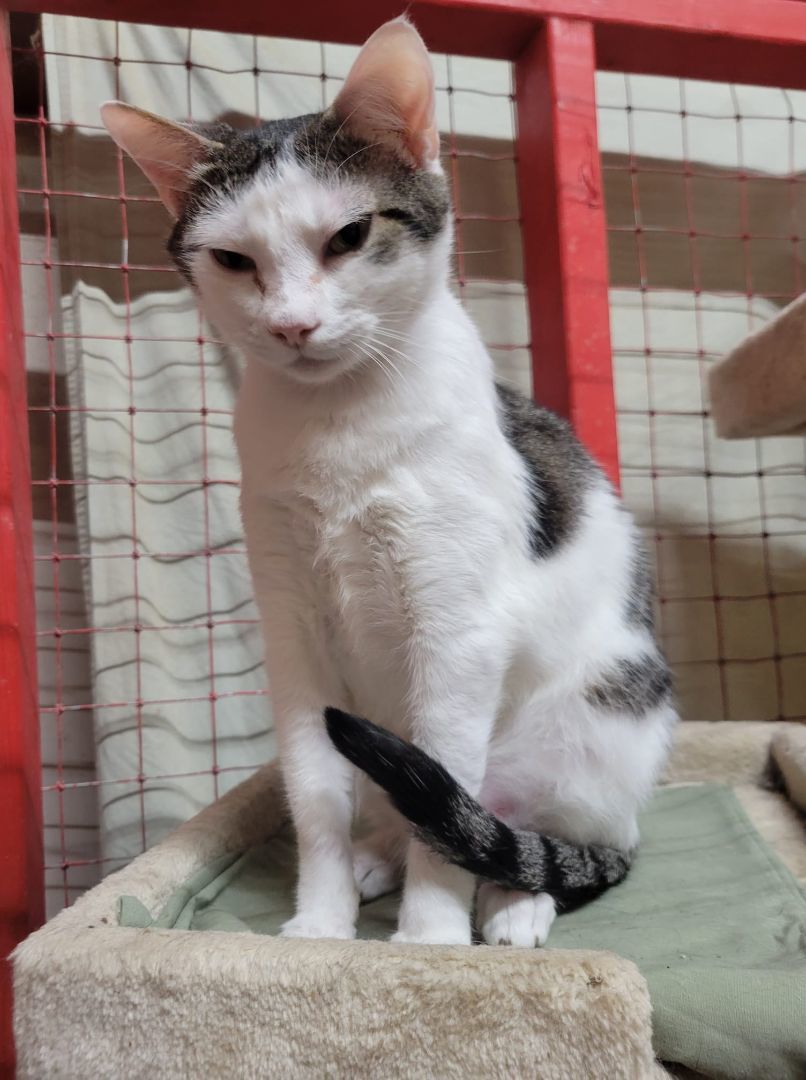 Lacey, an adoptable Domestic Short Hair in Centerville, GA, 31028 | Photo Image 3