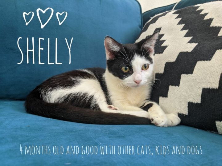 Shelly, an adopted Domestic Short Hair Mix in Miami, FL_image-1