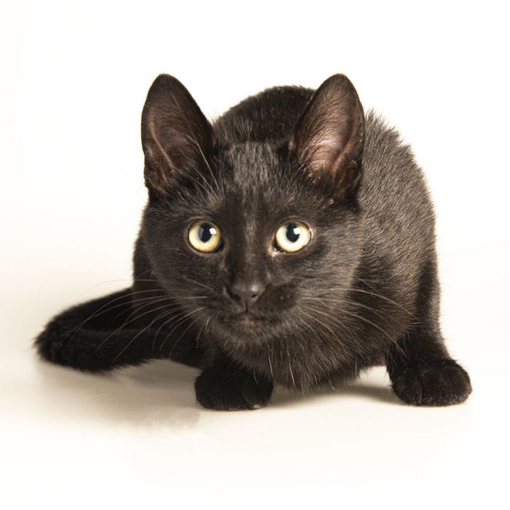 Buddy (bonded with Darla), an adopted Domestic Short Hair in Manhattan Beach, CA_image-1