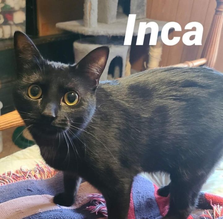Inca, an adopted Domestic Short Hair in Cleveland, OH_image-1