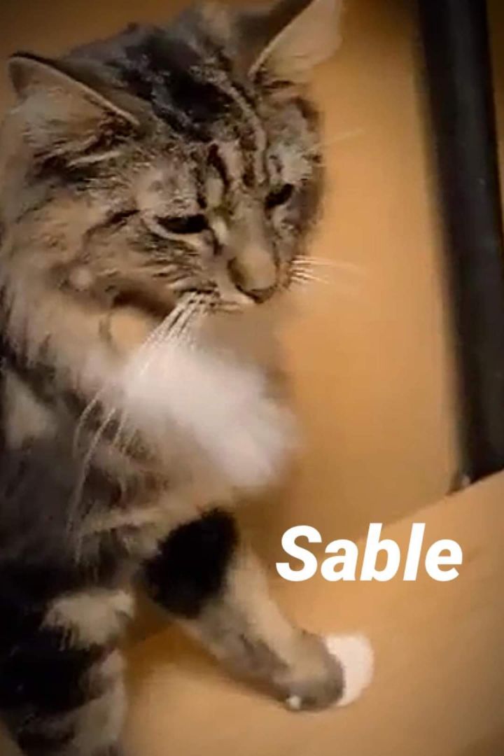 Sable, an adopted Domestic Long Hair in Cleveland, OH_image-3
