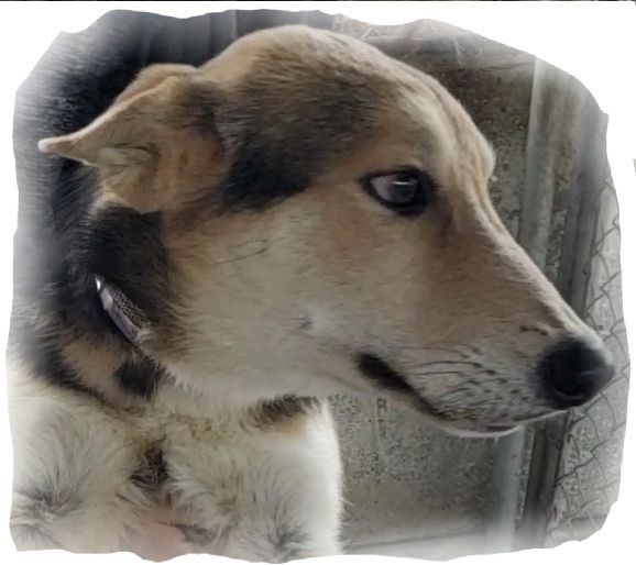 Mr. Frankie, an adopted German Shepherd Dog & Husky Mix in Manhattan Beach, CA_image-3