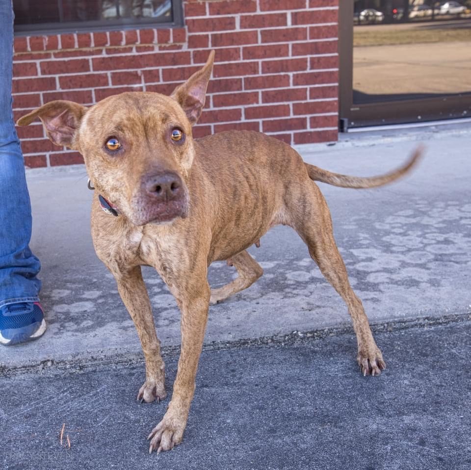 Harmony, an adoptable Labrador Retriever, Pit Bull Terrier in The Woodlands, TX, 77393 | Photo Image 1