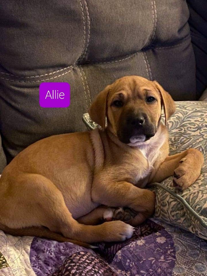 Allie, an adopted Shar-Pei Mix in Baldwin, WI_image-2