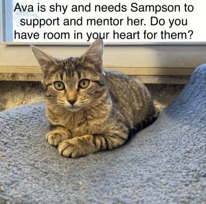 Ava and Sampson- no more applications at this time