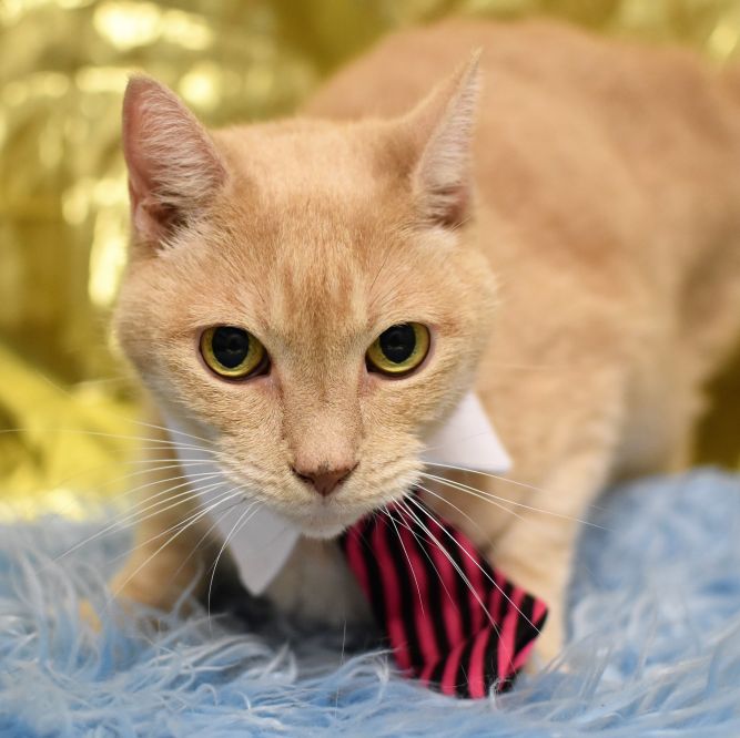 Prince will be your KING OF LOVE - THERAPY CAT LOVERRRRRR!!!