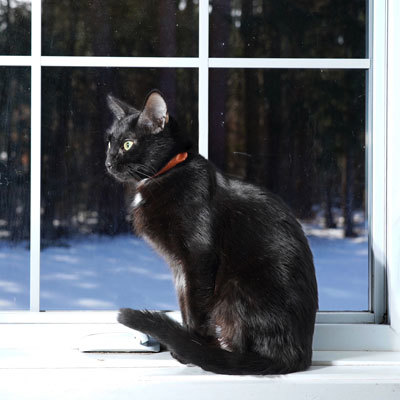 Peggy, an adopted Domestic Short Hair Mix in Sudbury, MA_image-3
