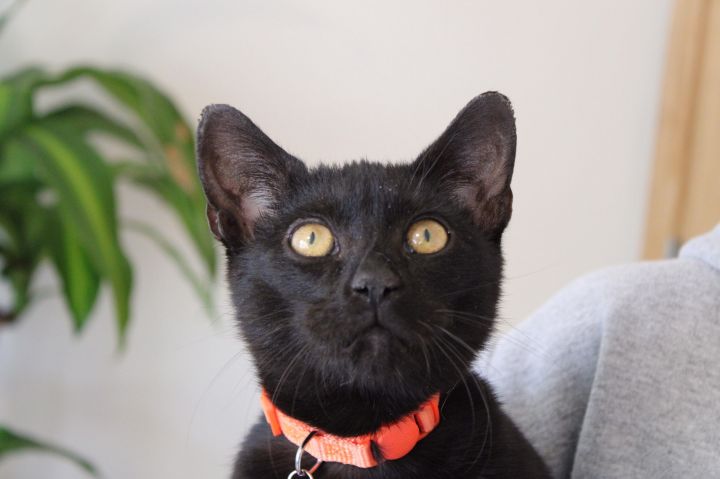 Wrigley is our uber lover and cool cat!!, an adopted Bombay & Oriental Short Hair Mix in South Salem, NY_image-4