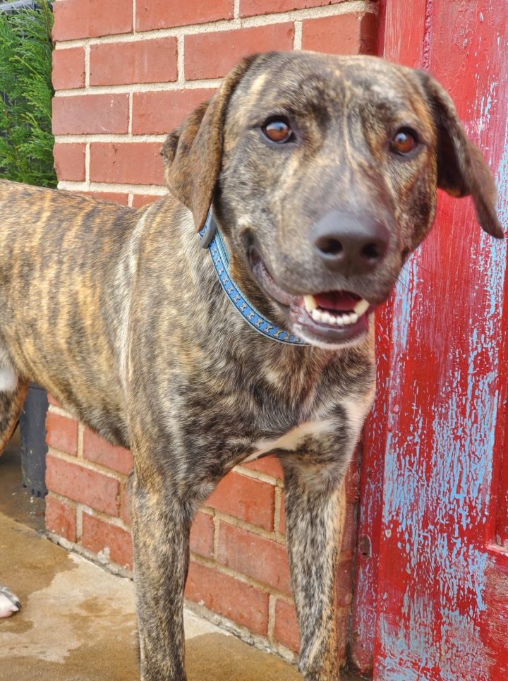Morty, an adopted Plott Hound Mix in Milford, CT_image-1