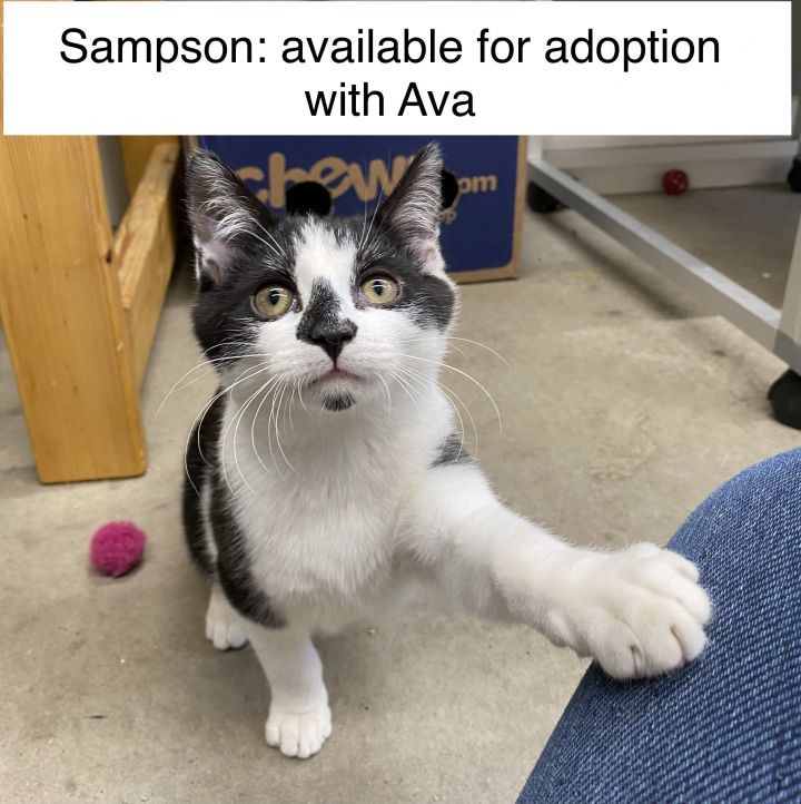 Sampson and Ava- no more applications at this time, an adopted Domestic Short Hair in Seymour, CT_image-2