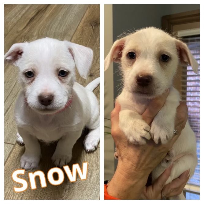 Snow Hazel - adoption pending