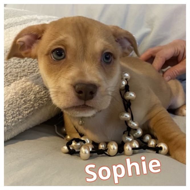 Sophie Hazel - adoption pending