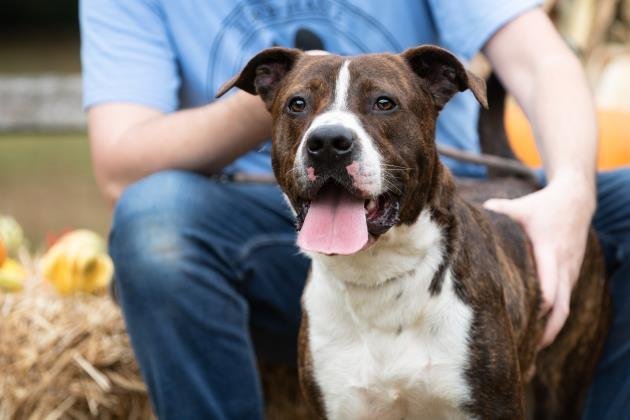 Clyde, an adoptable Boxer, Terrier in Terre Haute, IN, 47803 | Photo Image 1