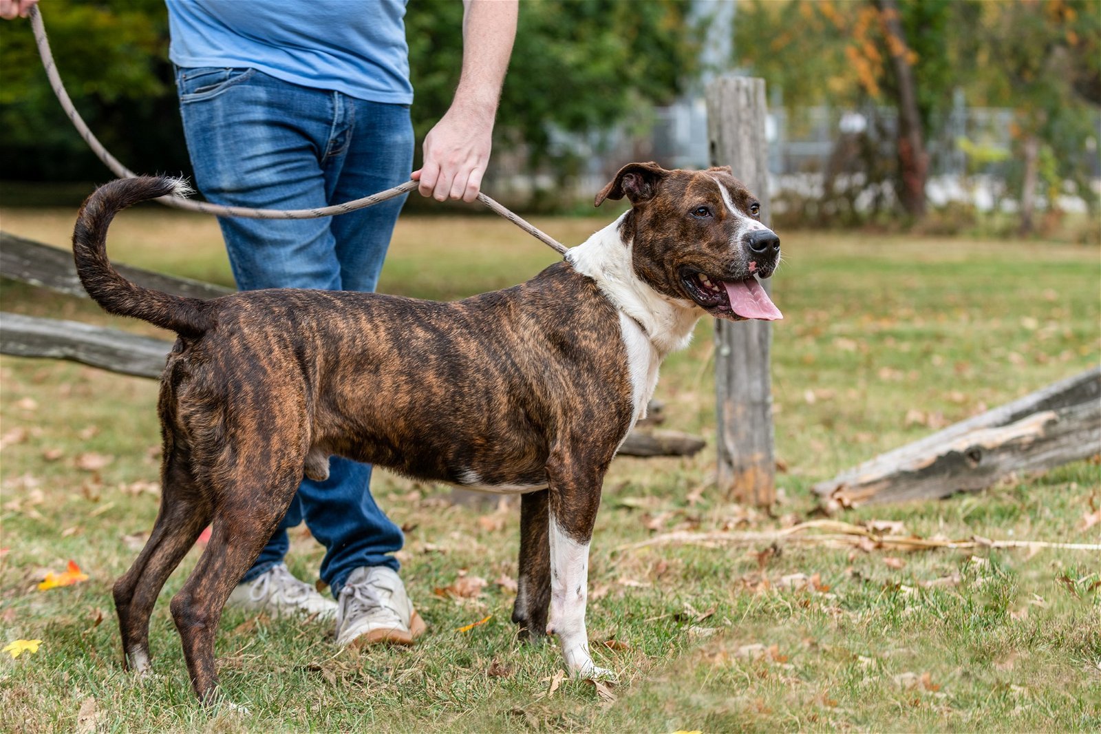 Clyde, an adoptable Boxer, Terrier in Terre Haute, IN, 47803 | Photo Image 2