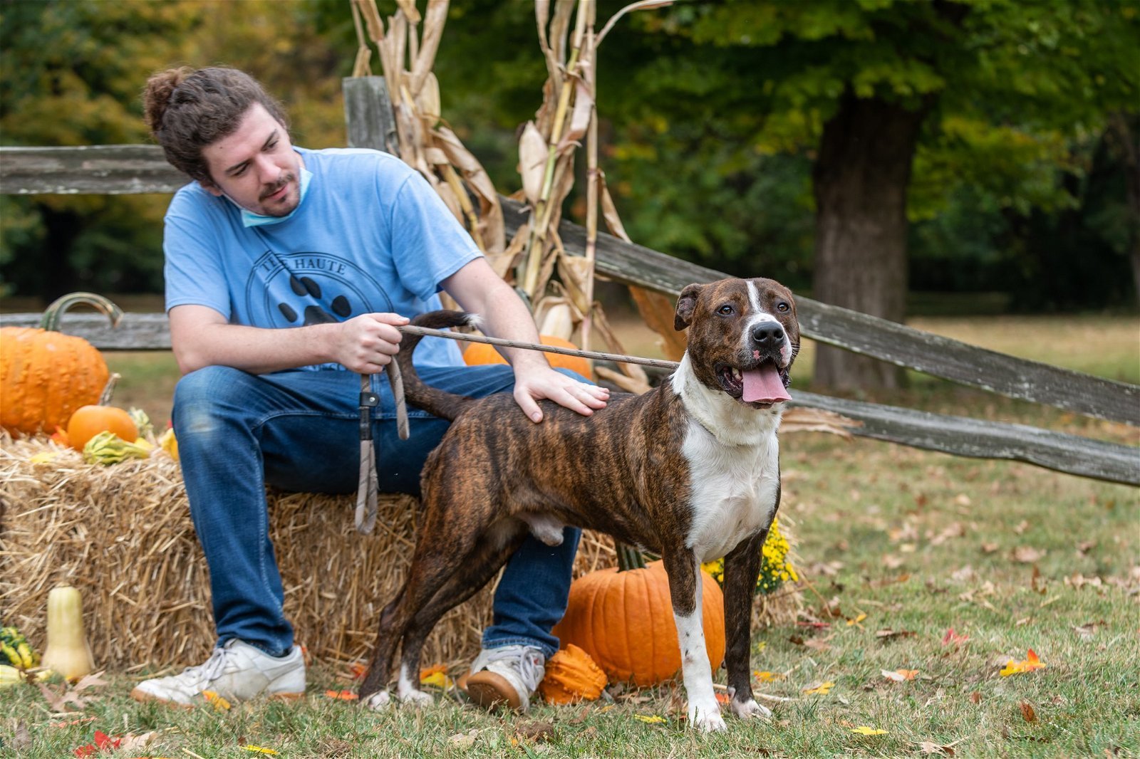 Clyde, an adoptable Boxer, Terrier in Terre Haute, IN, 47803 | Photo Image 3