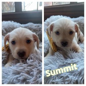 Summit Hazel - adoption pending