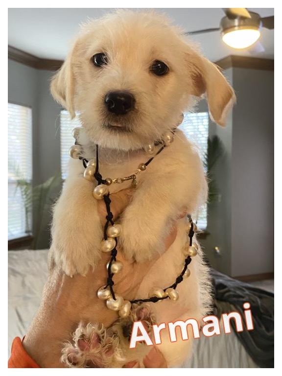 Armani Hazel - adoption pending