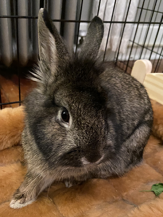 Cauliflower, an adopted Lionhead in Pittsburgh, PA_image-4