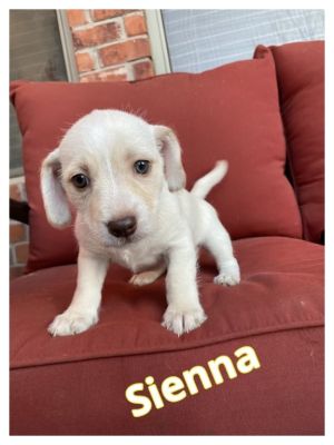 Sienna Hazel - adoption pending