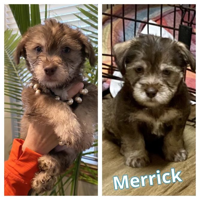 Merrick Hazel - adoption pending