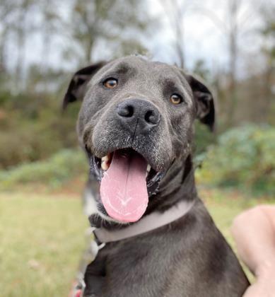 Tucker Pets Who Need A Home: Cranberry, Pippin, Macchiato & More