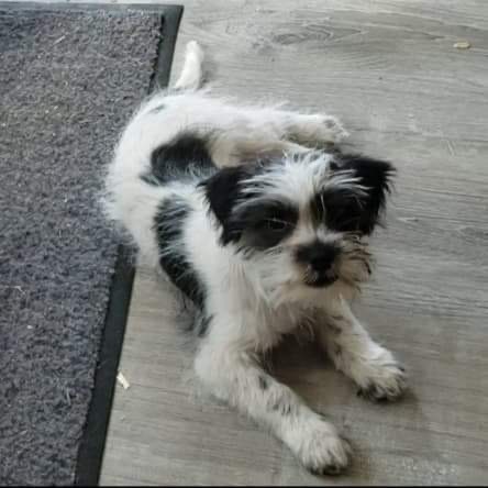 Mary muller- adoption pending, an adopted Shih Tzu & Terrier Mix in Belleville, NJ_image-2