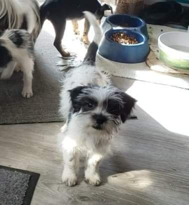 Mary muller- adoption pending, an adopted Shih Tzu & Terrier Mix in Belleville, NJ_image-3