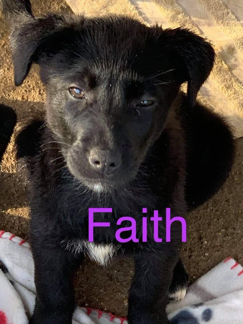 Faith Valley Pups detail page
